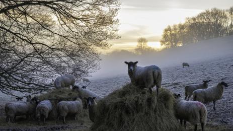 овце зима