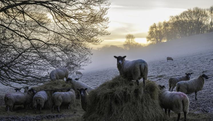 овце зима - СЛЕД НАРОДНИЯ БУНТ: Няма да убиват животните във Велинград! (ВИДЕО)