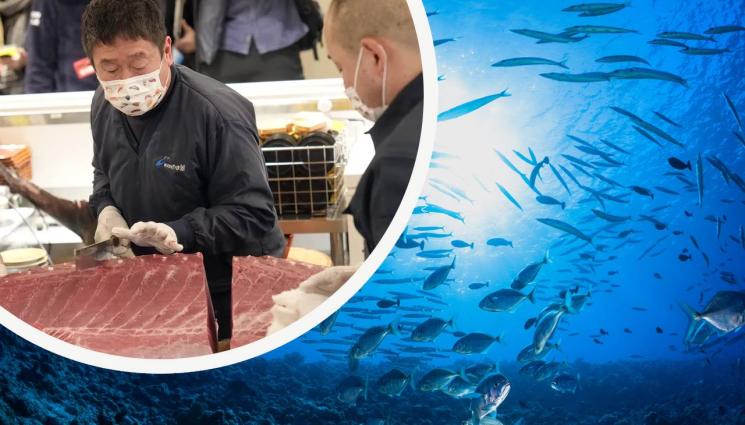 риба - ДОРИ НЕ ГИ МИРИШЕМ: Кои са трите най-скъпи риби в света?