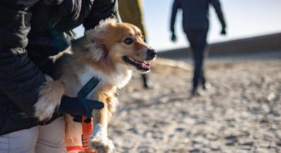 куче развълнувано