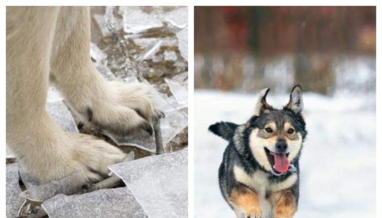 кучета - БЪДЕТЕ ВНИМАТЕЛНИ: Какви заплахи дебнат домашните ни любимци през зимата?