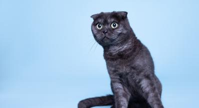 домашна котка