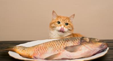 котка души риба