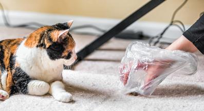 домашна котка