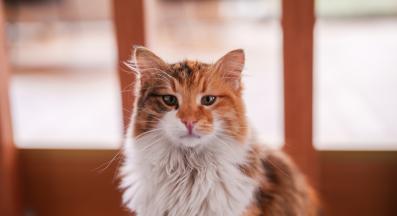 домашна котка