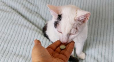 даване на хапче на котка