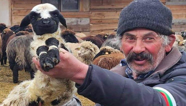 агне - ТЕСТОВЕТЕ за овцете - като тези на КАТ!