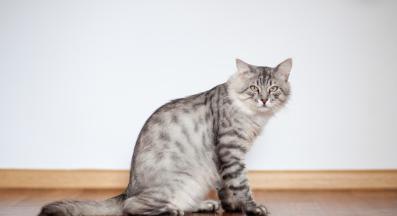 домашна котка