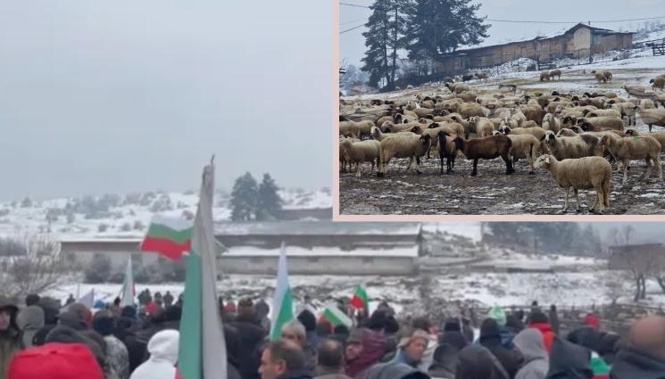 овце - ЕКШЪН: Бой между протестиращите във Велинград!