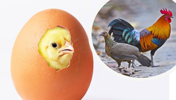 яйце пиле - ОТГОВОРИХА НА ВЪПРОСА: Кое е първо - кокошката или яйцето?!