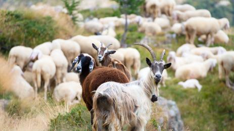 стадо кози овци
