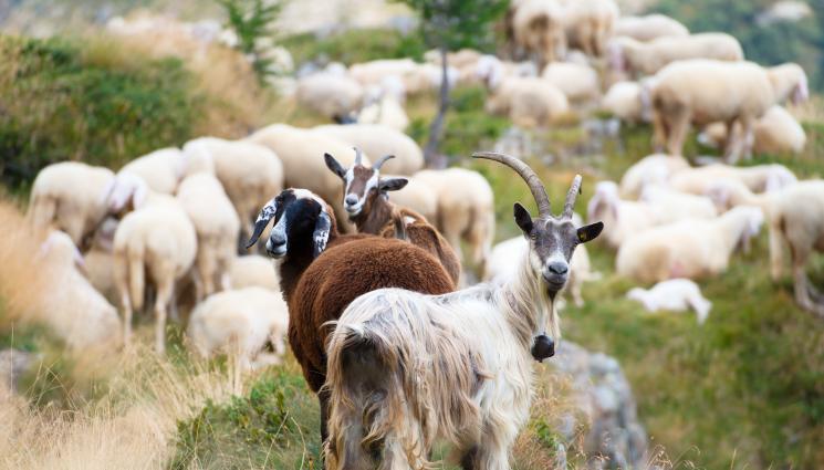стадо кози овци - ОФИЦИАЛНО: Няма шарка в стадата от кози и овце в България