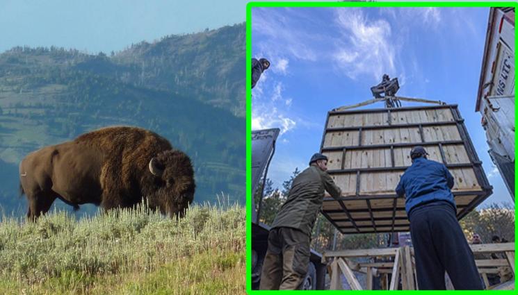 зубър - Европейски бизони препускат в Женда, докараха ги от Словакия