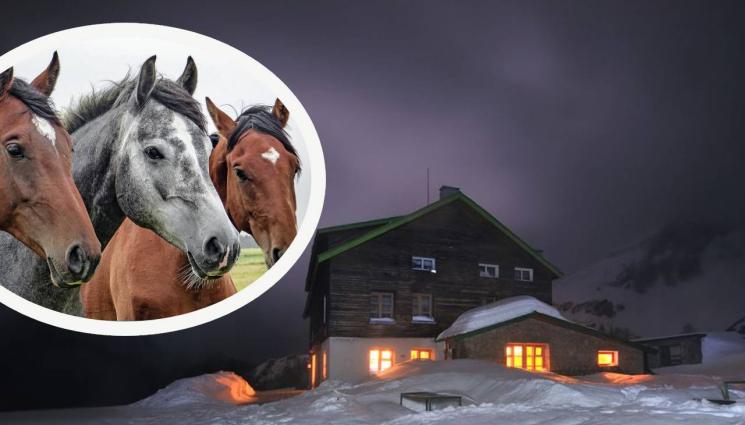 коне хижа рай - ЗА 8 ДЕКЕМВРИ: Коне носят храната на студентите