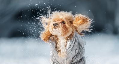 кученце зима