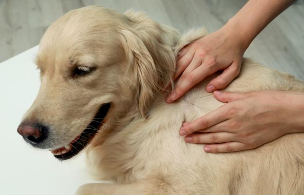 куче кожни проблеми