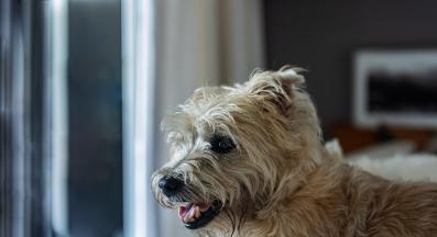 Керн териер