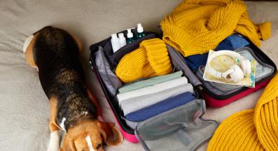 куче зима пътуване