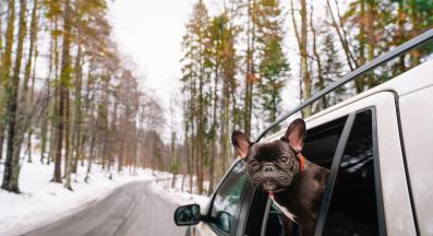 куче зима пътуване