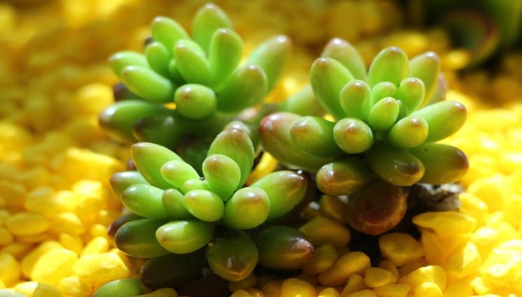 сукулентно - Агро Телеграф: Оцветените сукуленти обречени да загинат, не могат да фотосинтезират