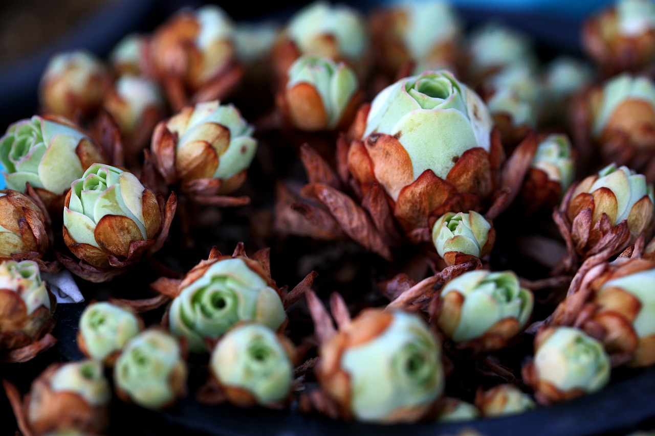 сукулентно