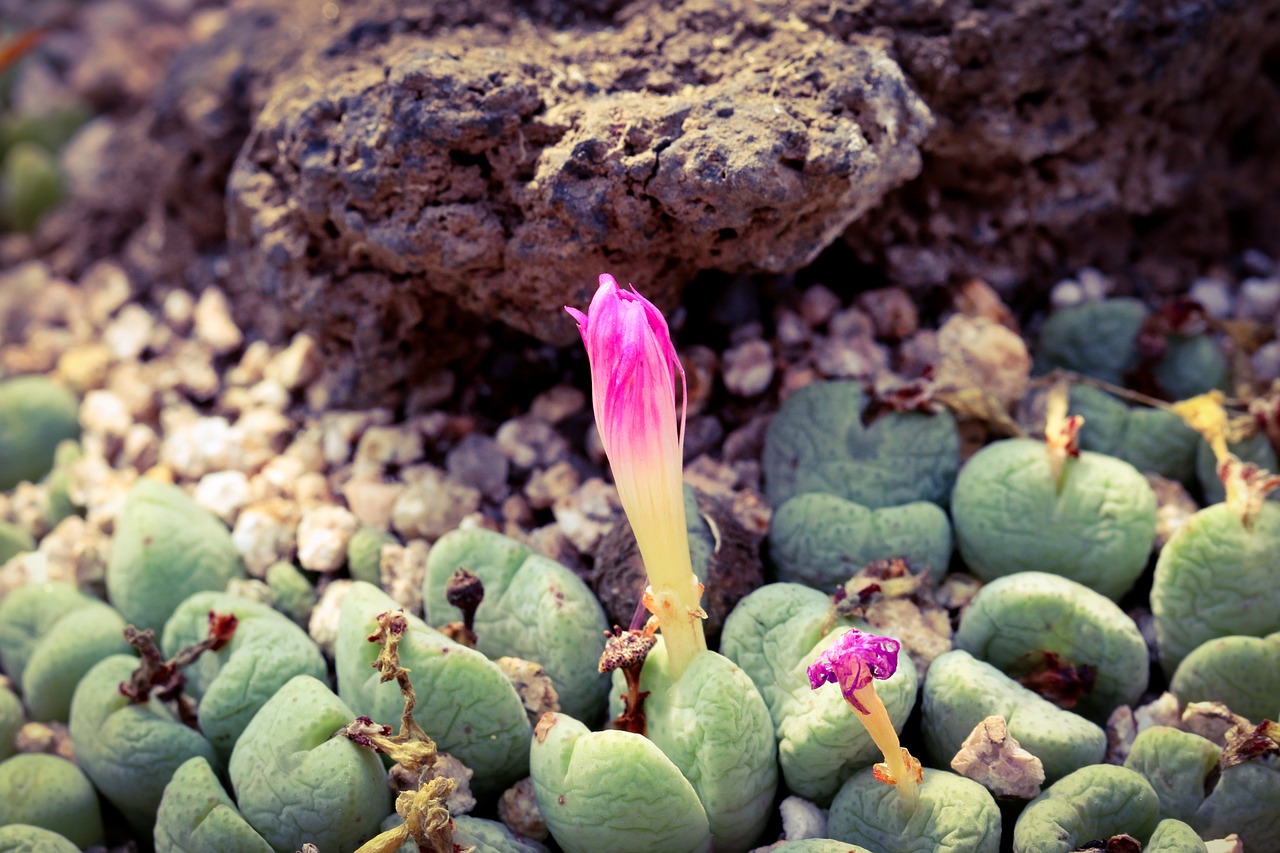 сукулентно