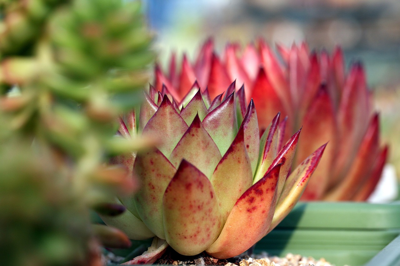 сукулентно