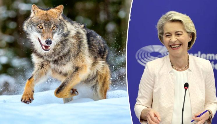 dd - Агро Телеграф: Урсула спечели в битката срещу вълците, ловците стрелят при нападения