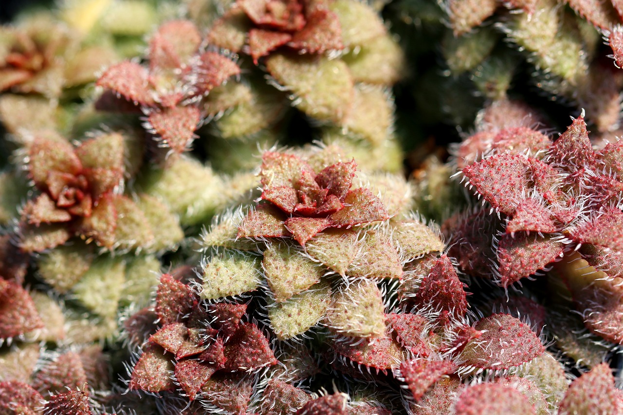 сукулентно