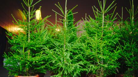 коледни елхи