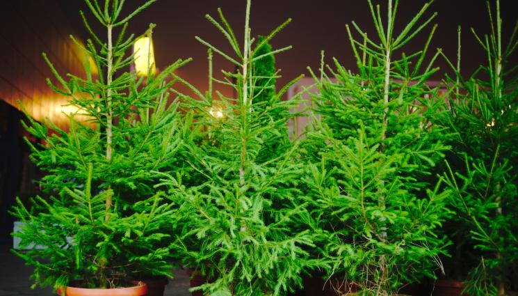 коледни елхи - Агро Телеграф: Коледната елха от горското стопанство от 14,40 до 55 лв.