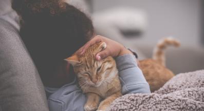 домашна котка