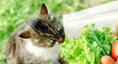 котка души маруля