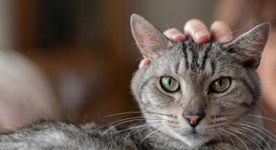 домашна котка