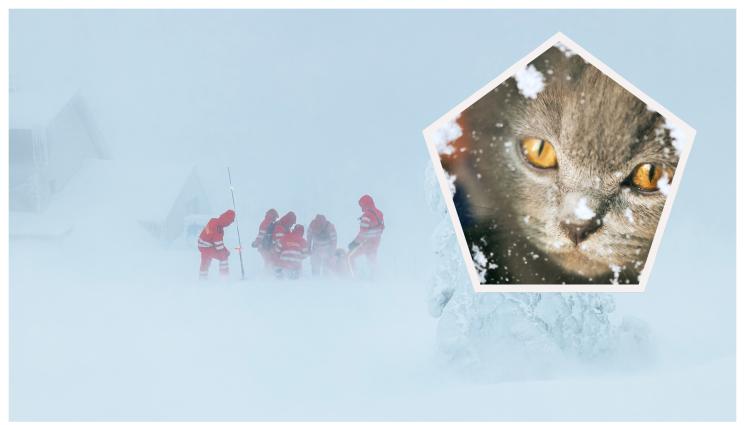 планина коте - НА ПРАГА НА СМЪРТТА: Спасиха беглец от войната в Украйна и малкото му коте