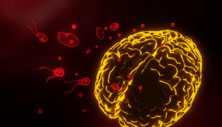 амеба - КОШМАР: Откриха амеба ядяща мозъци на популярен плаж!