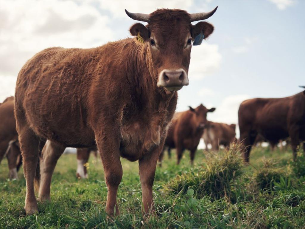 Активисти за правата на животните призоваха непалското правителство да спре