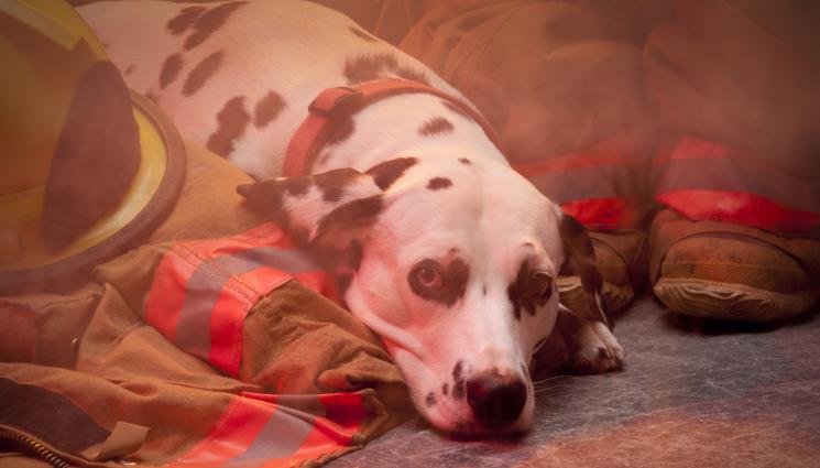 куче пожар - Жена влезе в горяща къща, за да спаси кучето си