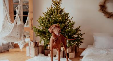 куче коледна елха