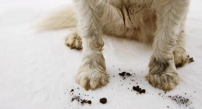 куче мръсни лапи