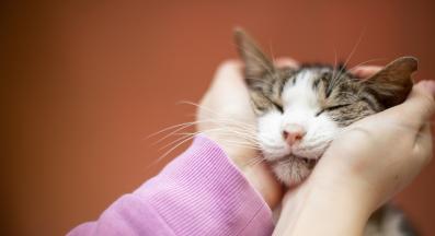 домашна котка