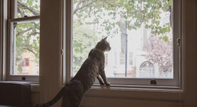 домашна котка