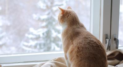 домашна котка