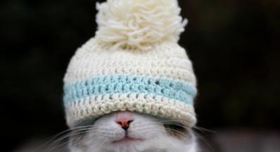 домашна котка