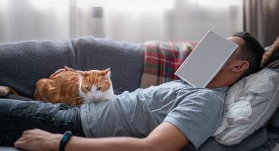 домашна котка