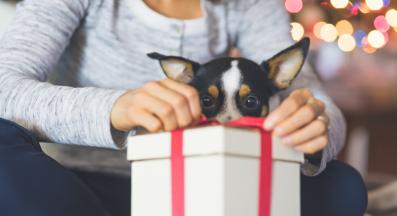 куче подаръци