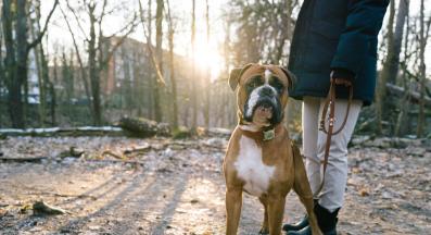 куче разходка