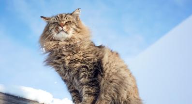 породиста котка