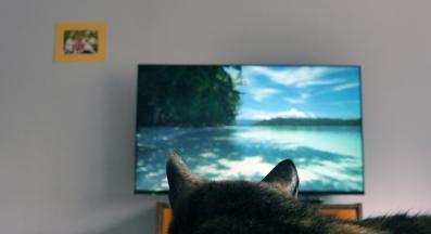 домашна котка