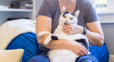 домашна котка